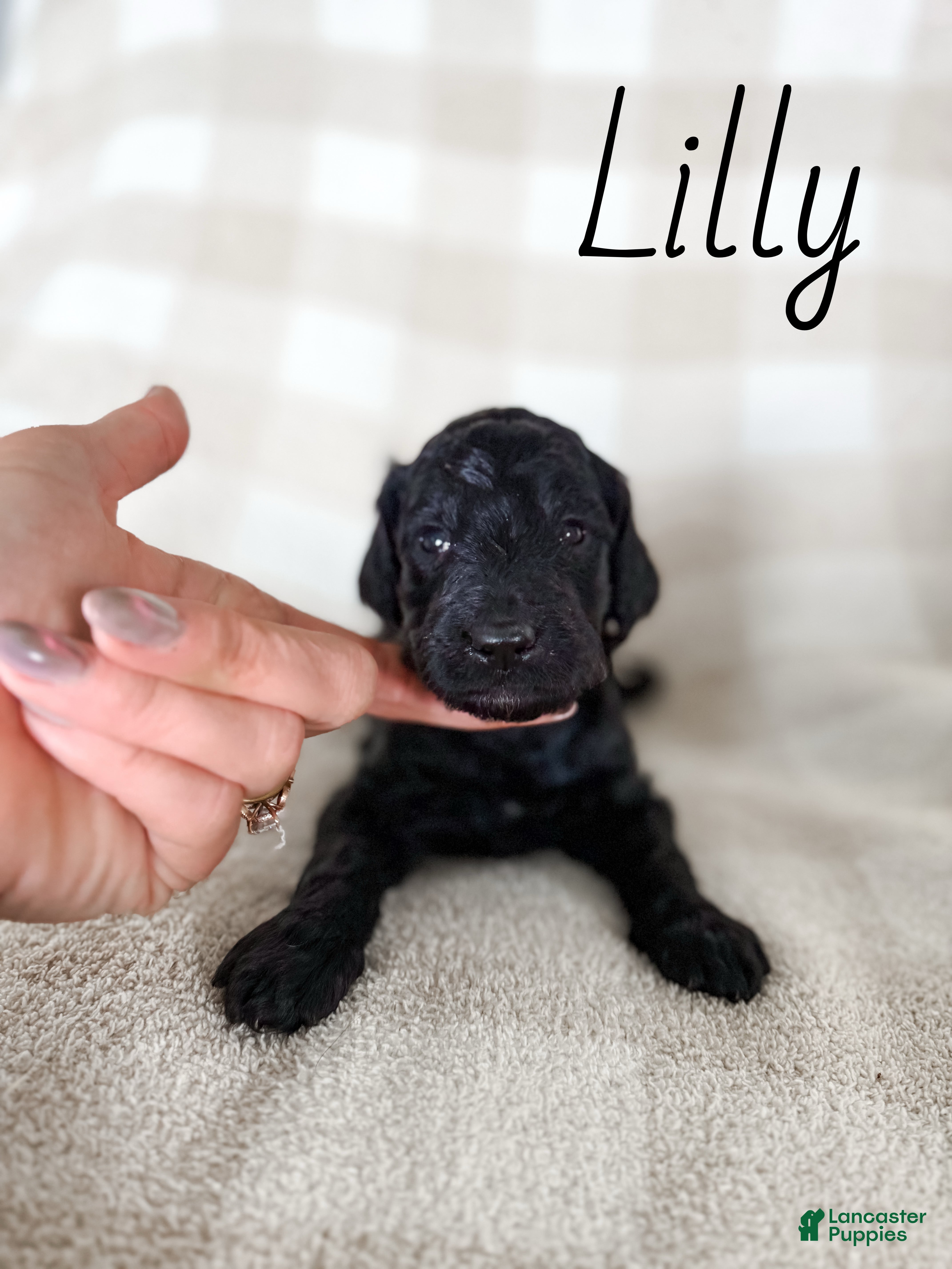 Goldendoodle dogs Lilly - Ad 1