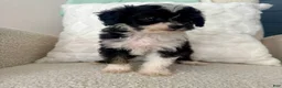 Mini Aussiedoodle dogs for sale: Garth - Ad 4
