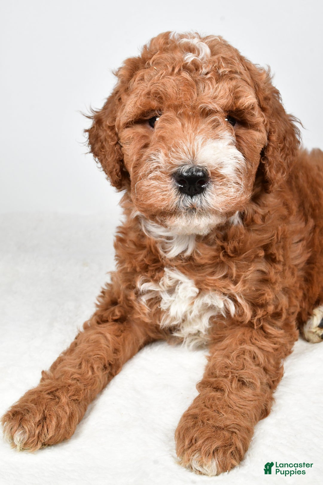 Labradoodle dogs for sale: Nikki - Ad 9