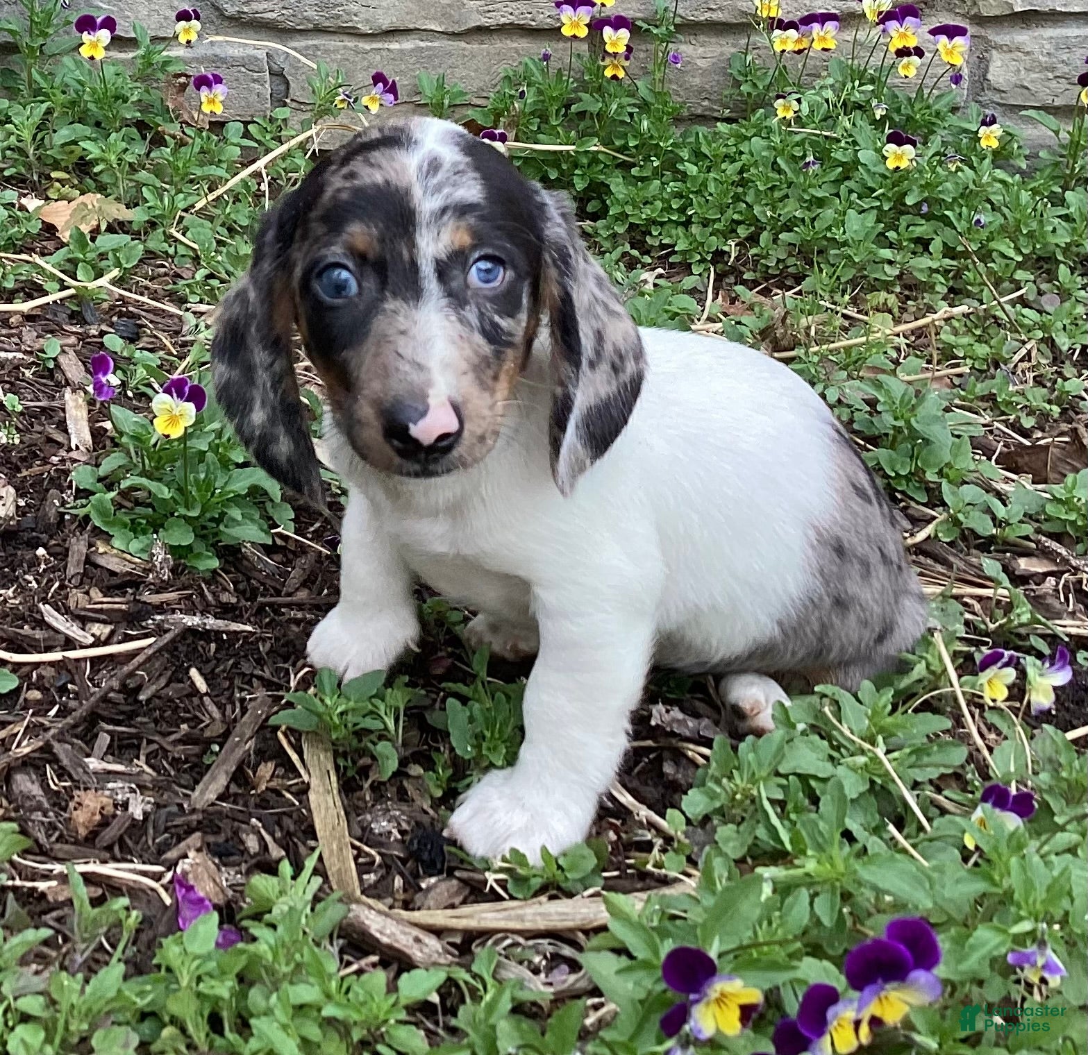 Miniature Dachshund dogs Duke  - Ad 1