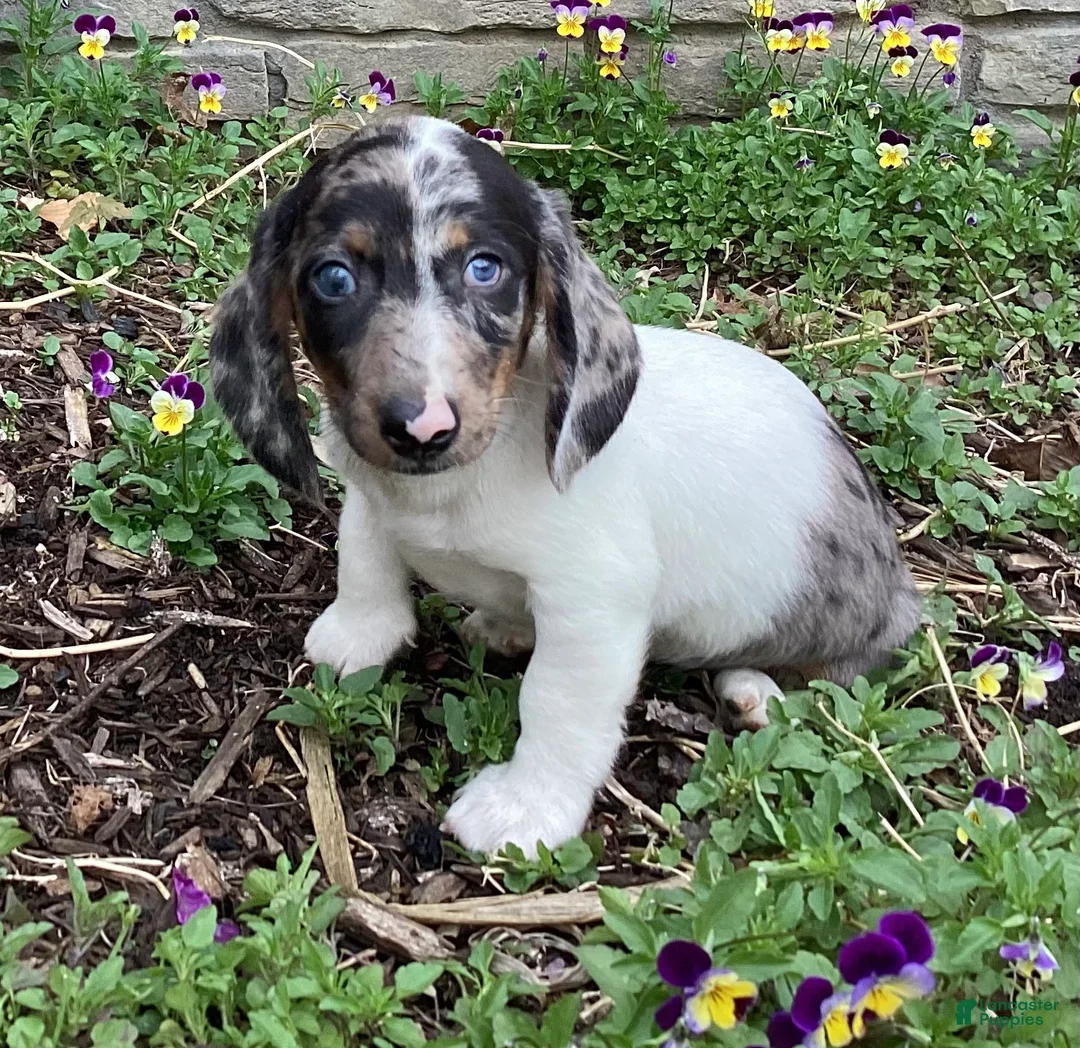 Miniature Dachshund dogs for sale: Duke  - Ad 1