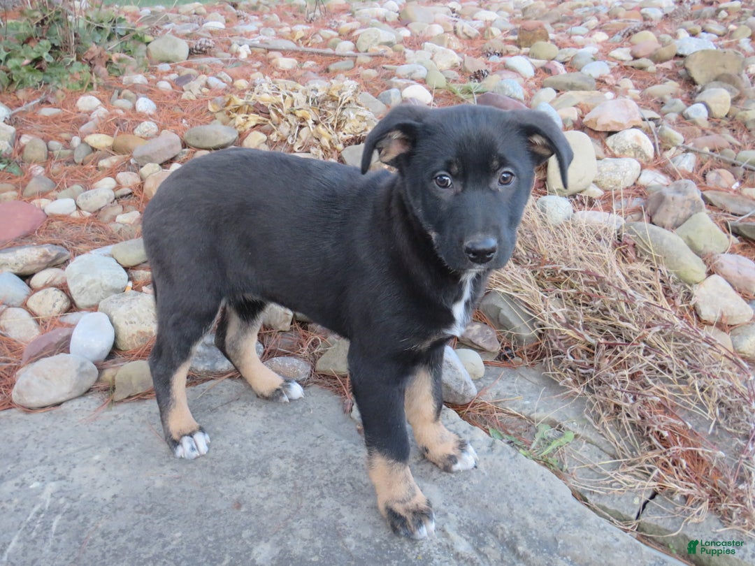 German Shepherd dogs for sale: Harper - Ad 5