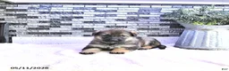 German Shepherd dogs for sale: Brynn - Ad 1