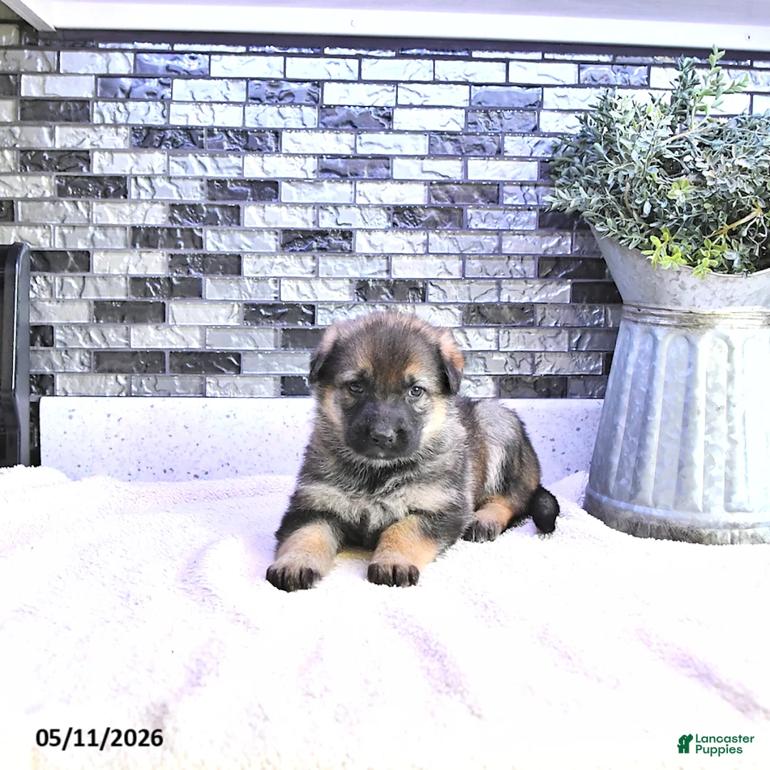 German Shepherd dogs for sale: Brynn - Ad 1