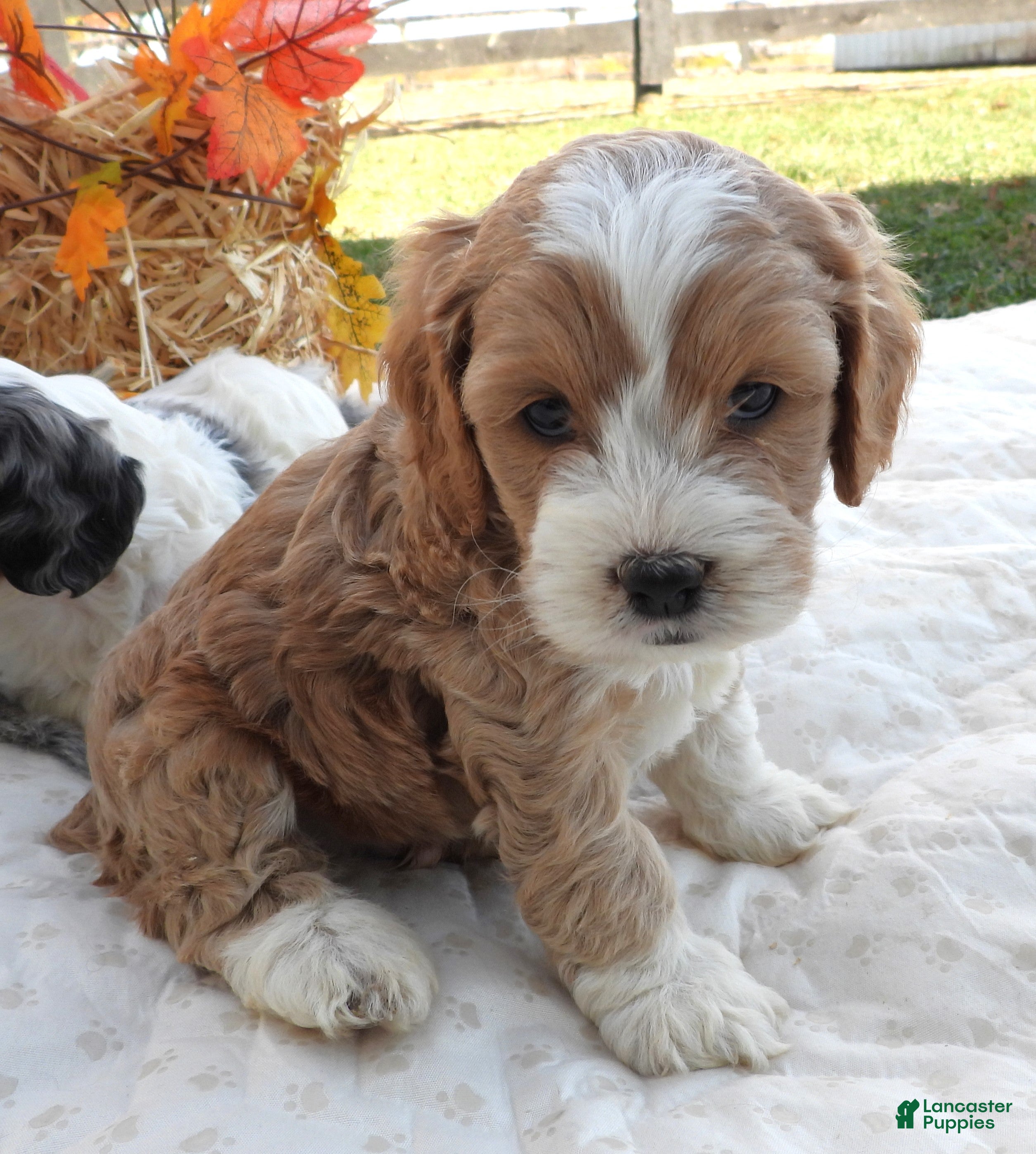 Cockapoo dogs for sale: #5 Male (Leslie's) - Ad 31