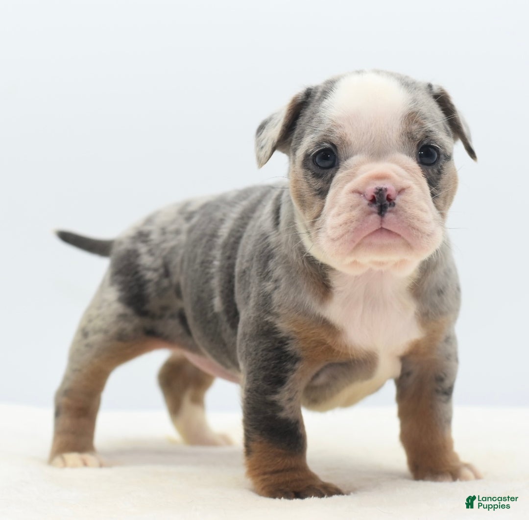 Mixed Breed dogs for sale: Aqua blue koi  - Ad 14