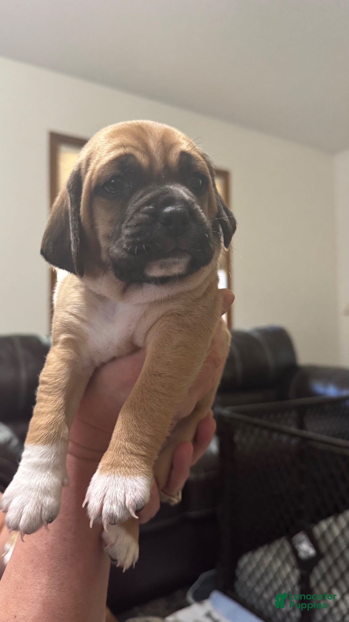 Puggle dogs Light blue collar  - Ad 1