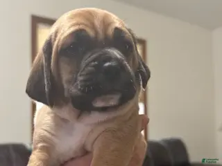 Puggle dogs for sale: Light blue collar - Ad 1
