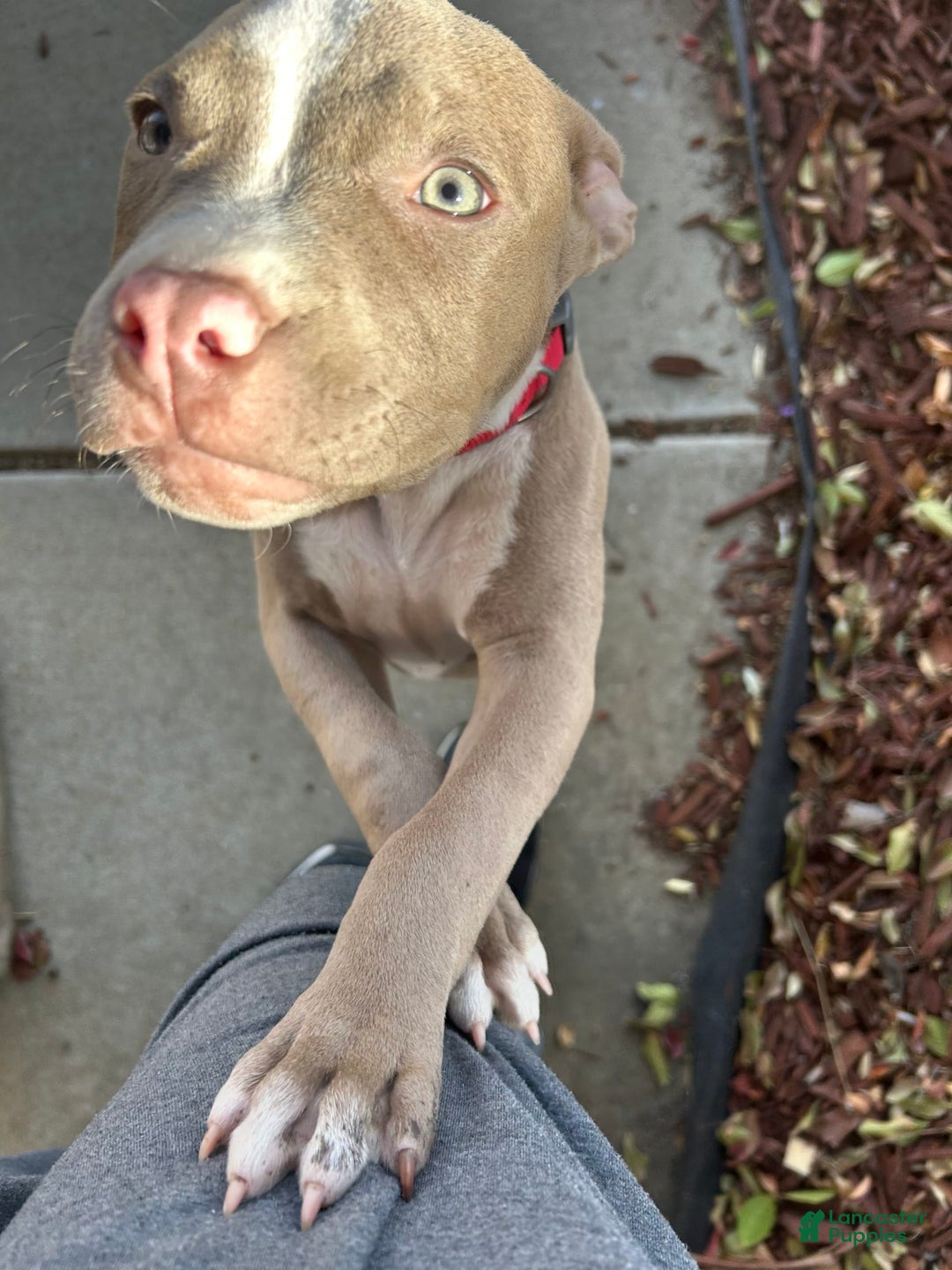 Gallery Image {{count}}