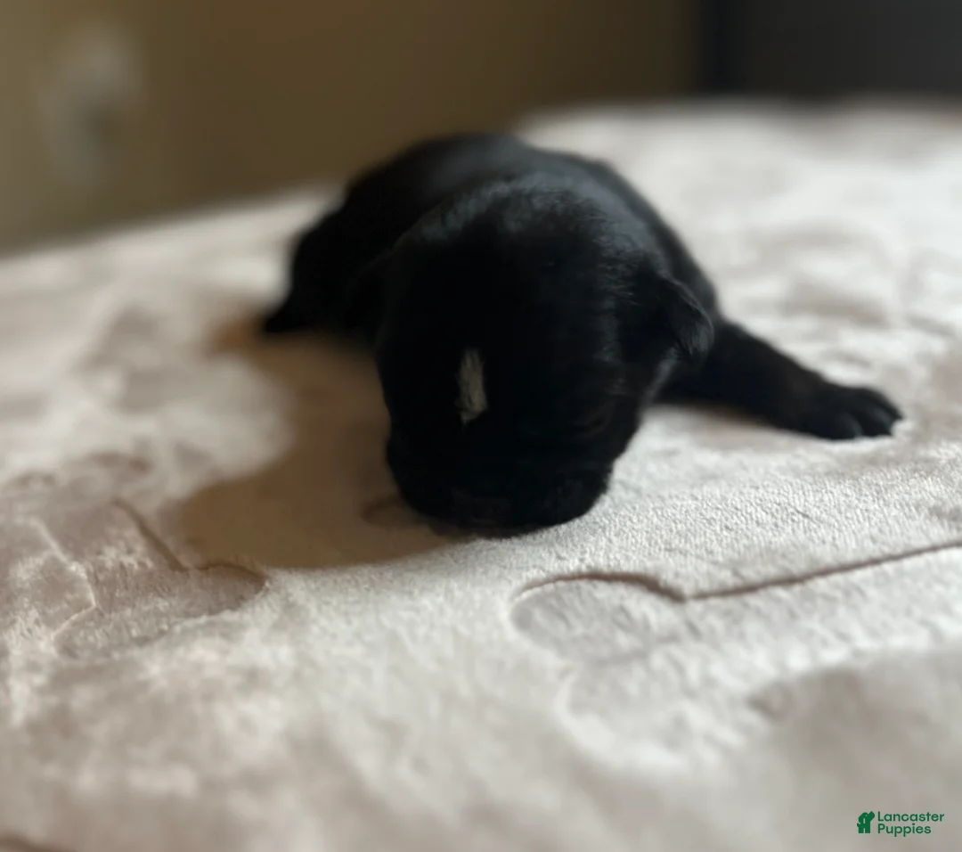 English Bulldog dogs for sale: Aphrodite - Ad 1