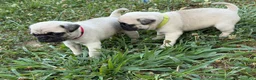Pug dogs for sale: buzz RED collar - Ad 2