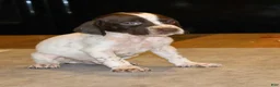 German Shorthaired Pointer dogs for sale: Ryder - Ad 4