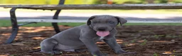 Great Dane dogs for sale: Atlas - Ad 3