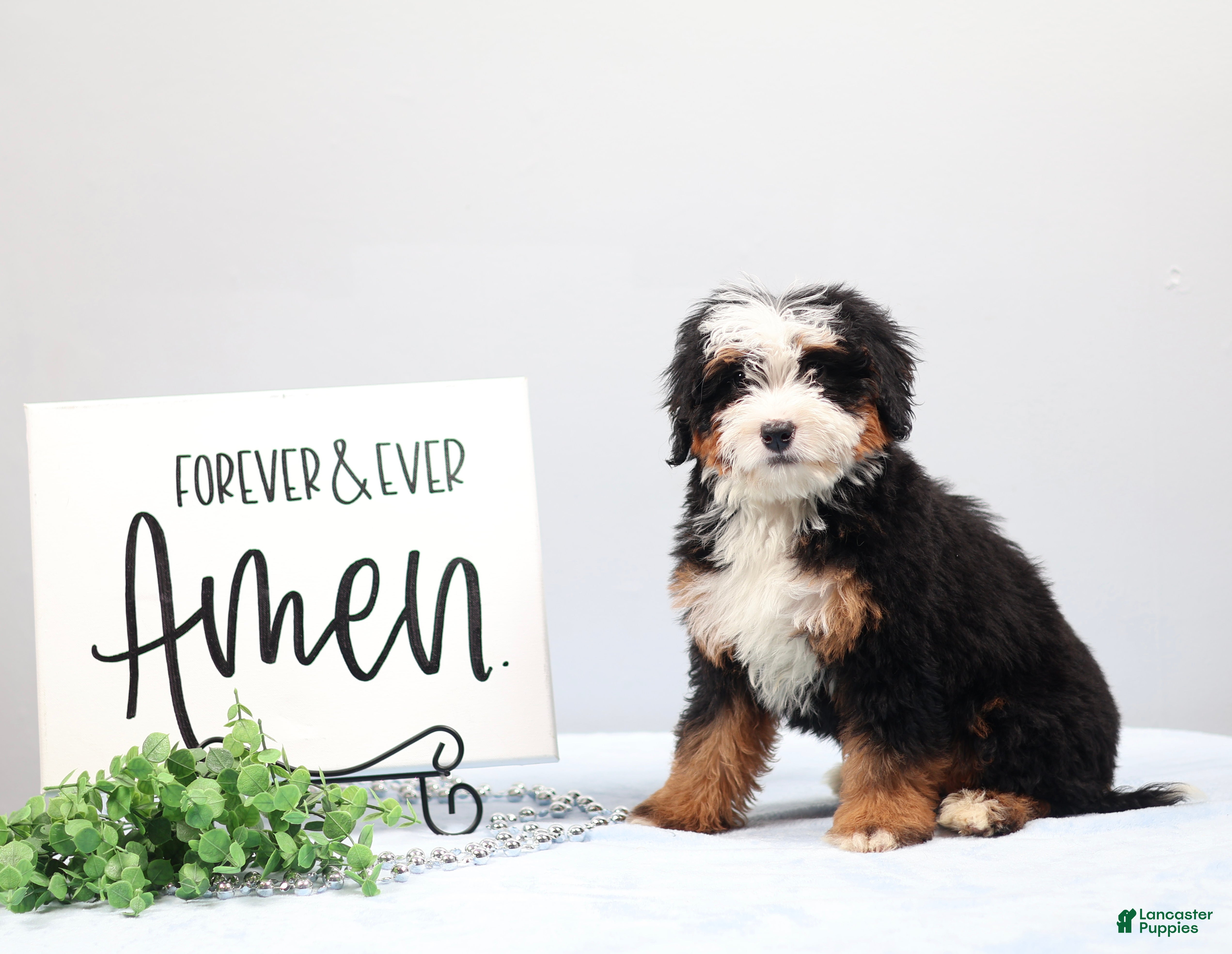 Mini Bernedoodle dogs Denver - Ad 1