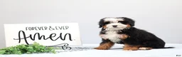 Mini Bernedoodle dogs for sale: Denver - Ad 4