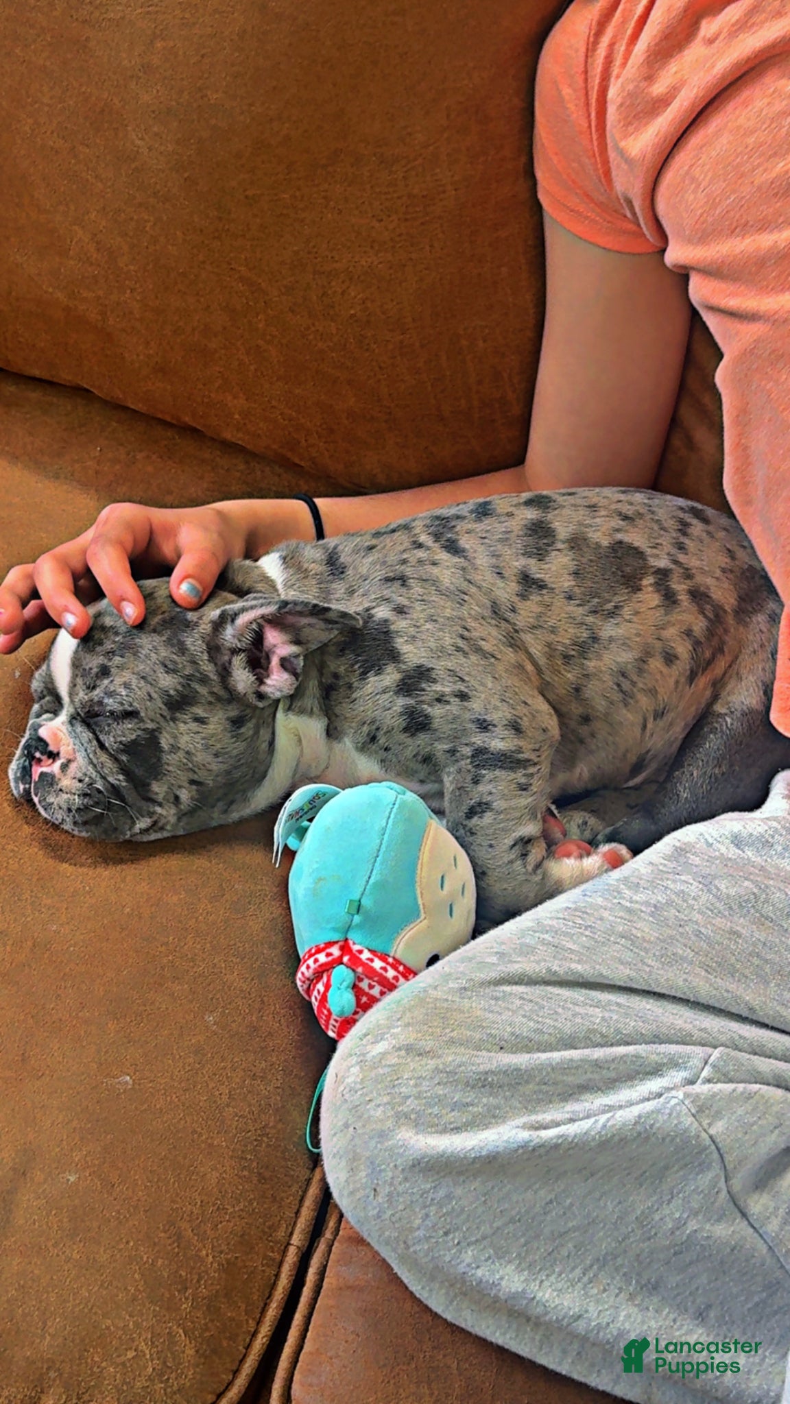 Frenchton dogs for sale: Frenchton Puppy 1 - Ad 1