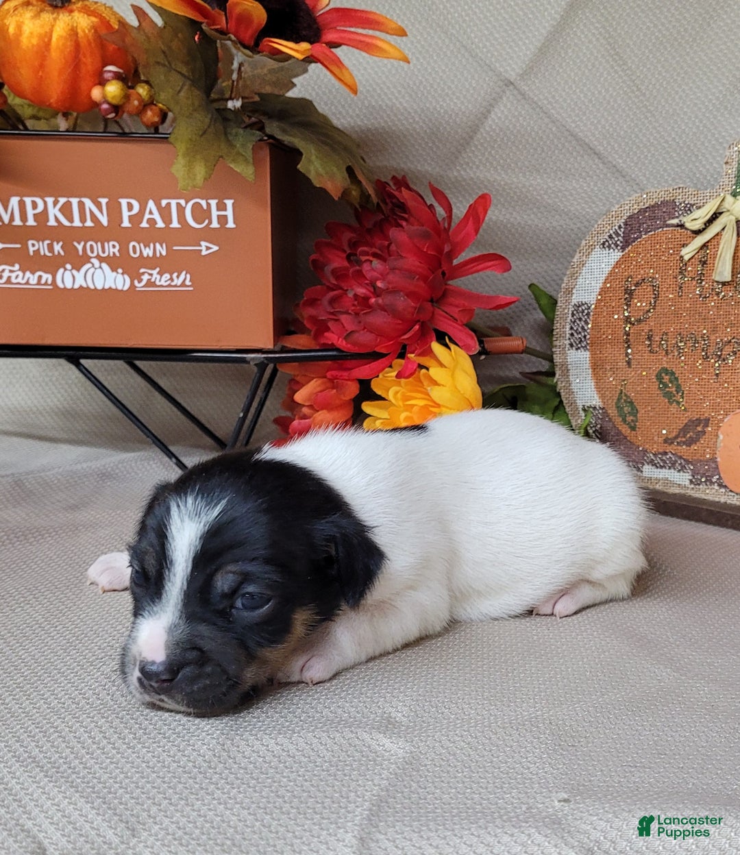 Jack Russell Terrier dogs for sale: "FIRE" of Westfork  - Ad 18