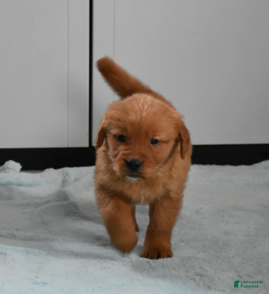 Golden Retriever dogs for sale: Sydney   Genetic/OFA - Ad 1