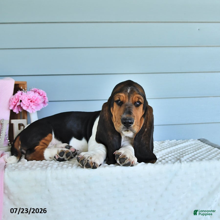 Basset Hound dogs for sale: Lacey - Ad 1