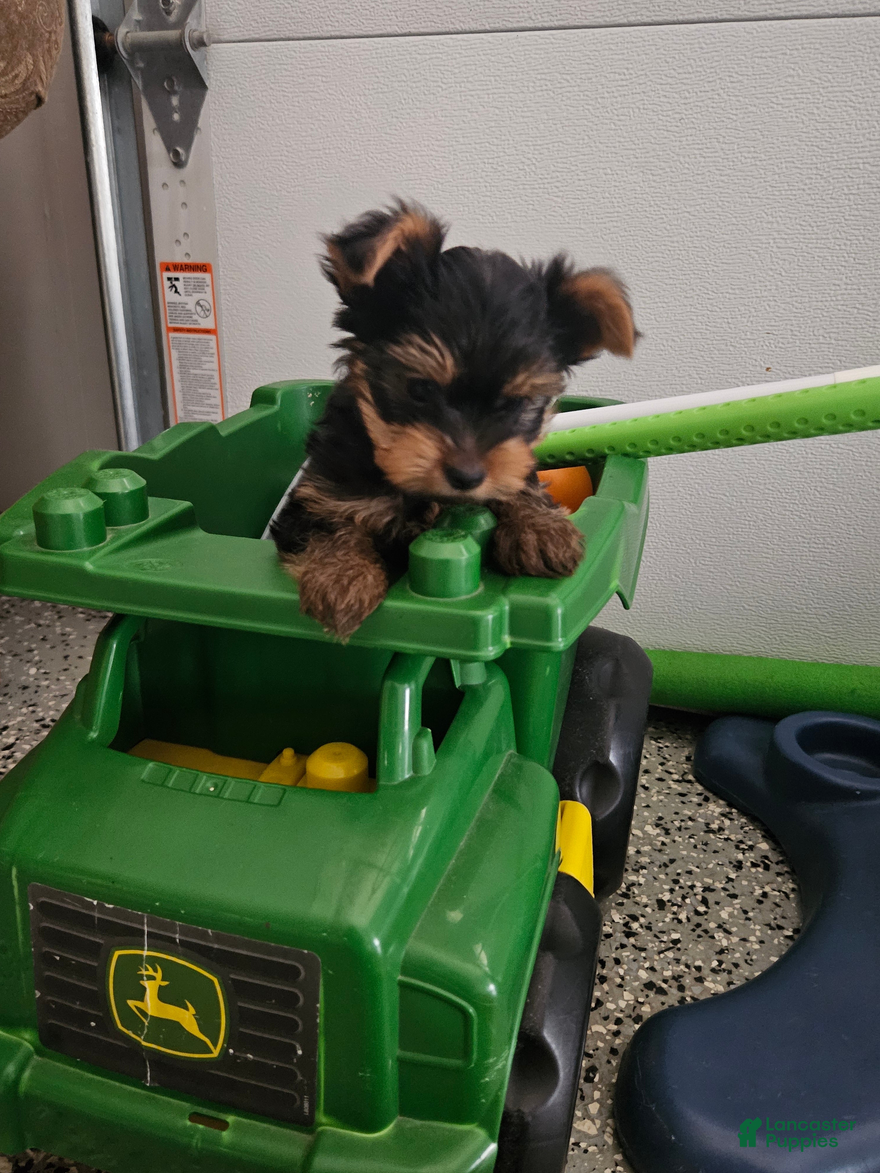 Yorkshire Terrier dogs Bruiser - Ad 2