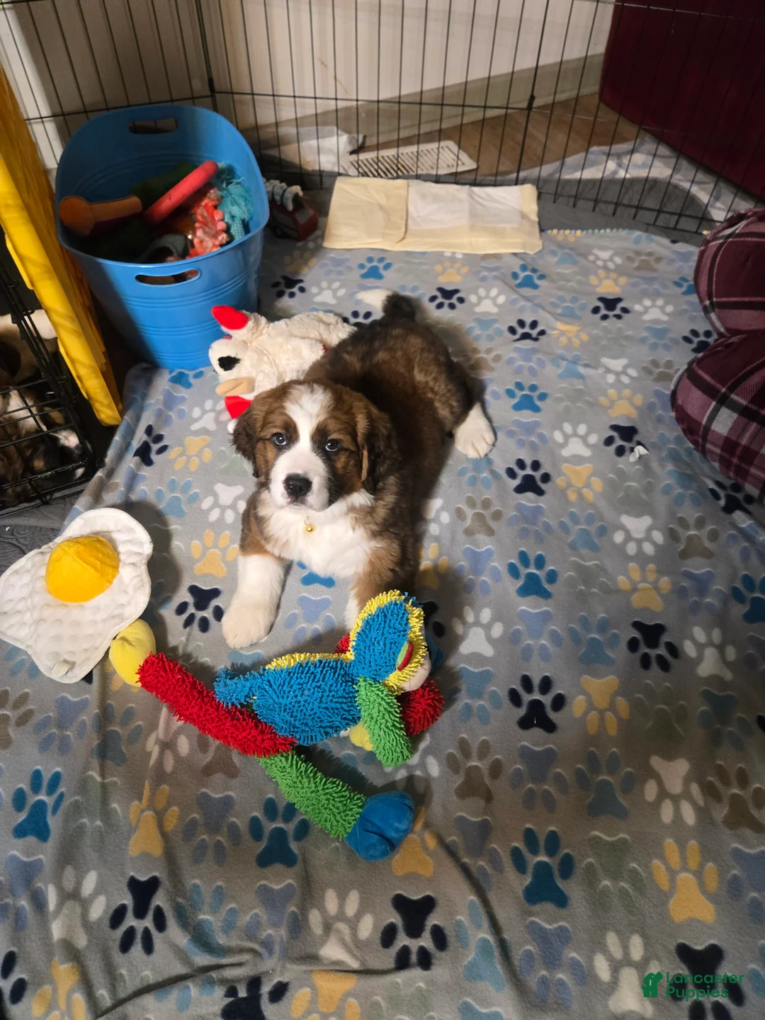 Mixed Breed dogs for sale: Buttercup  - Ad 4