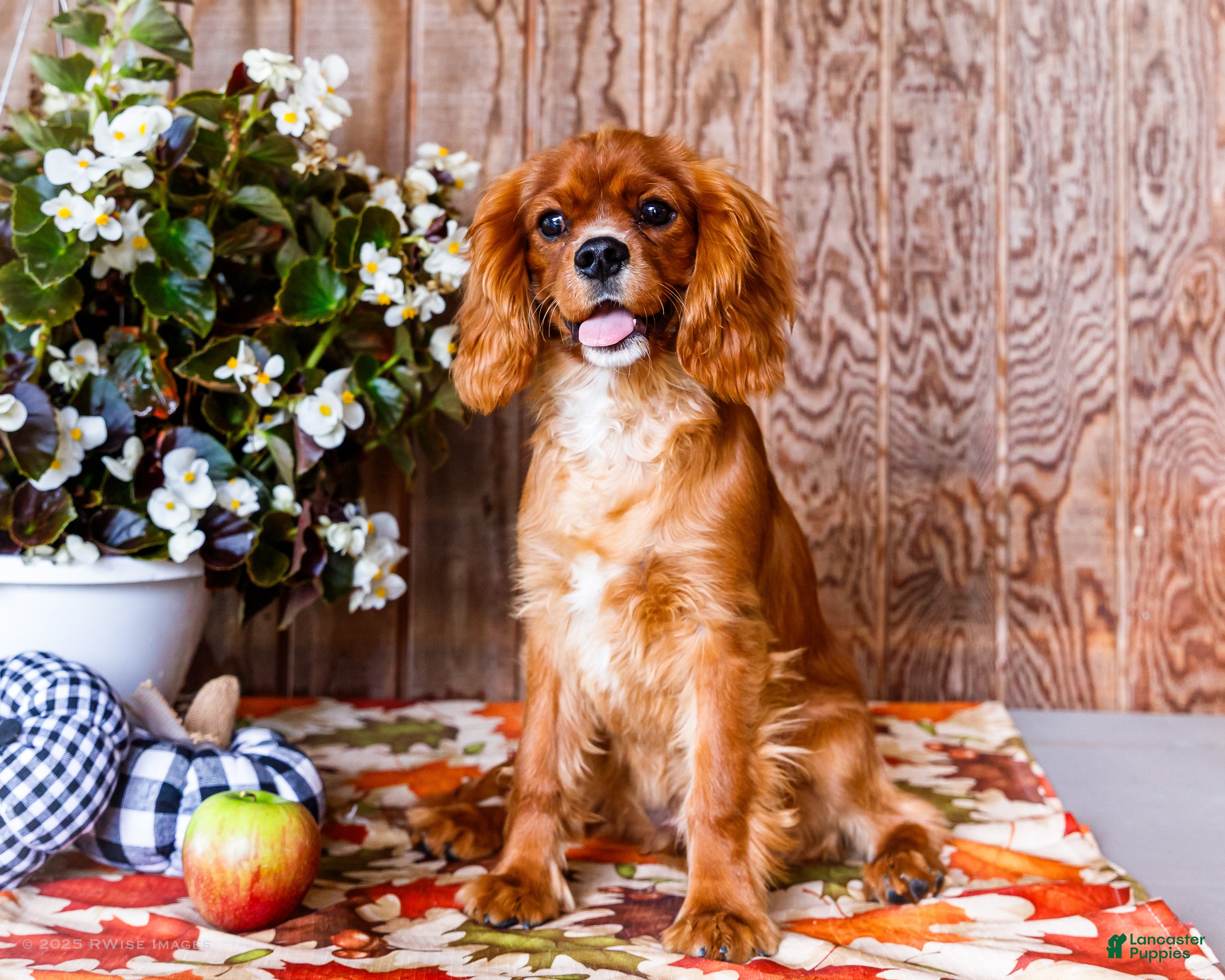 Cavalier King Charles Spaniel dogs Oliver - Ad 12