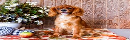 Cavalier King Charles Spaniel dogs for sale: Oliver - Ad 1