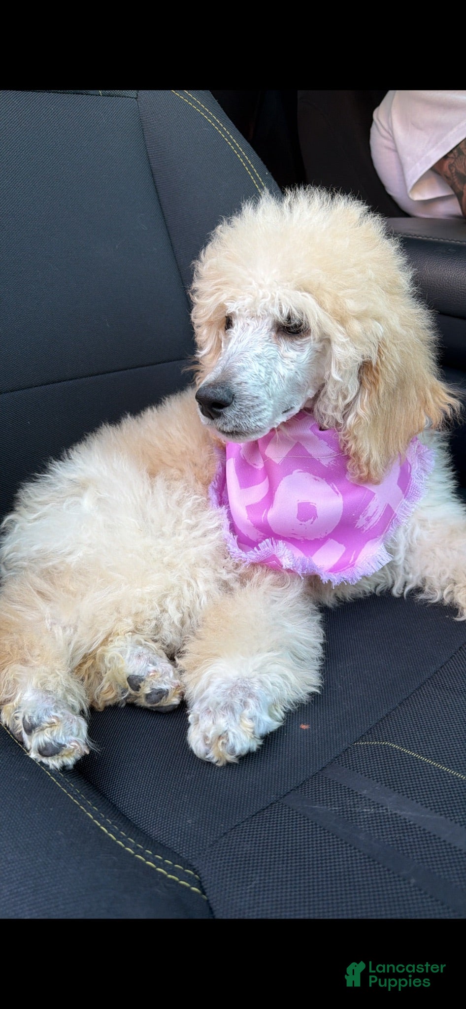Goldendoodle dogs Goldendoodle 2 - Ad 14