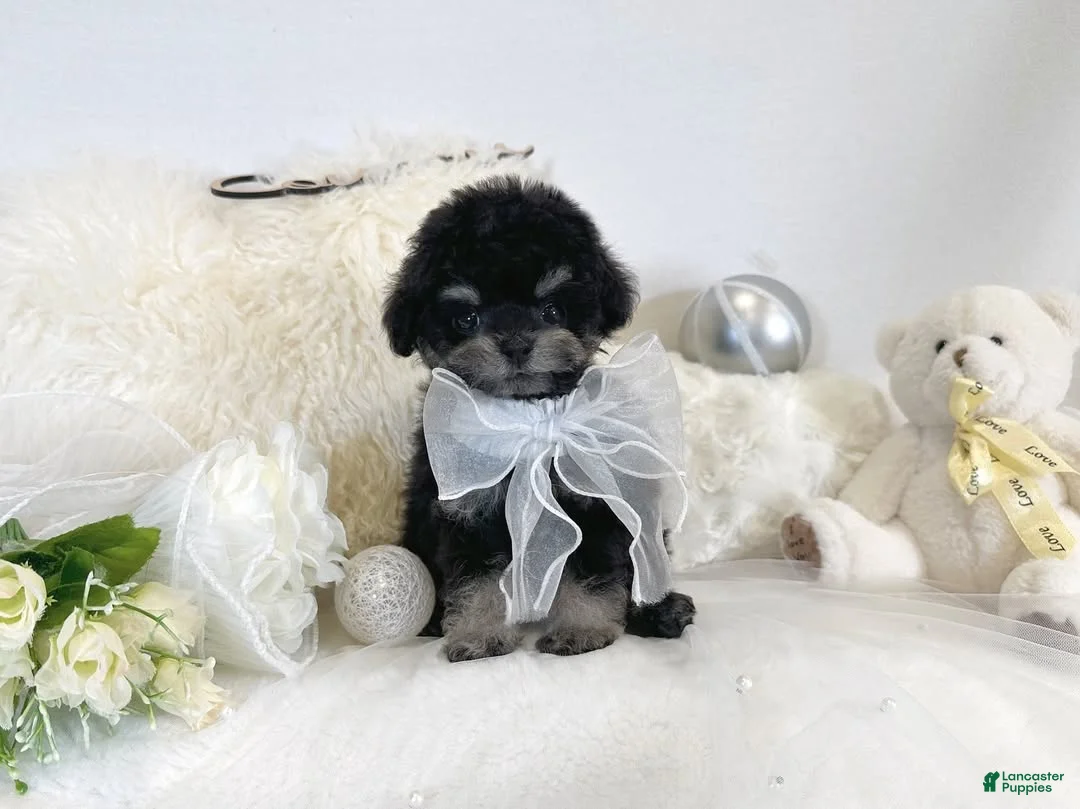 Toy Poodle dogs for sale: Aurora - Ad 2