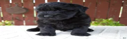 Giant Schnauzer dogs for sale: Theodore - Ad 5