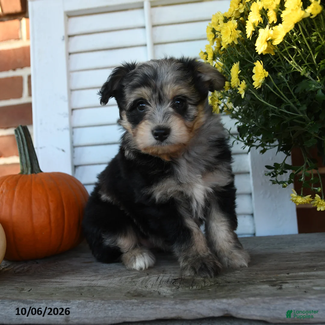 Mixed Breed dogs for sale: Misty - Ad 1