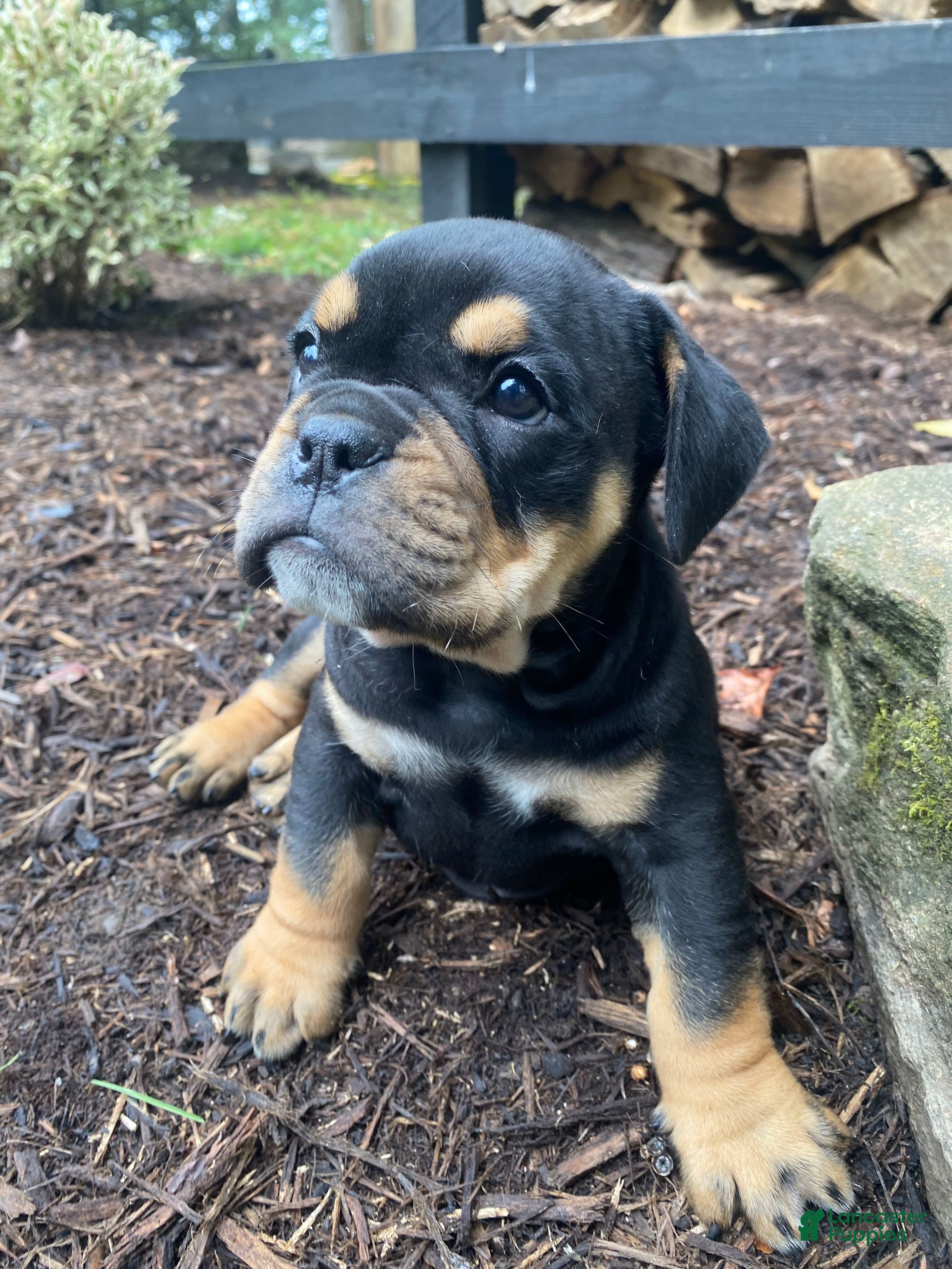 Mixed Breed dogs Toby - Ad 1
