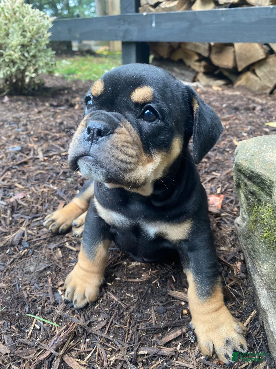 Mixed Breed dogs for sale: Toby - Ad 1