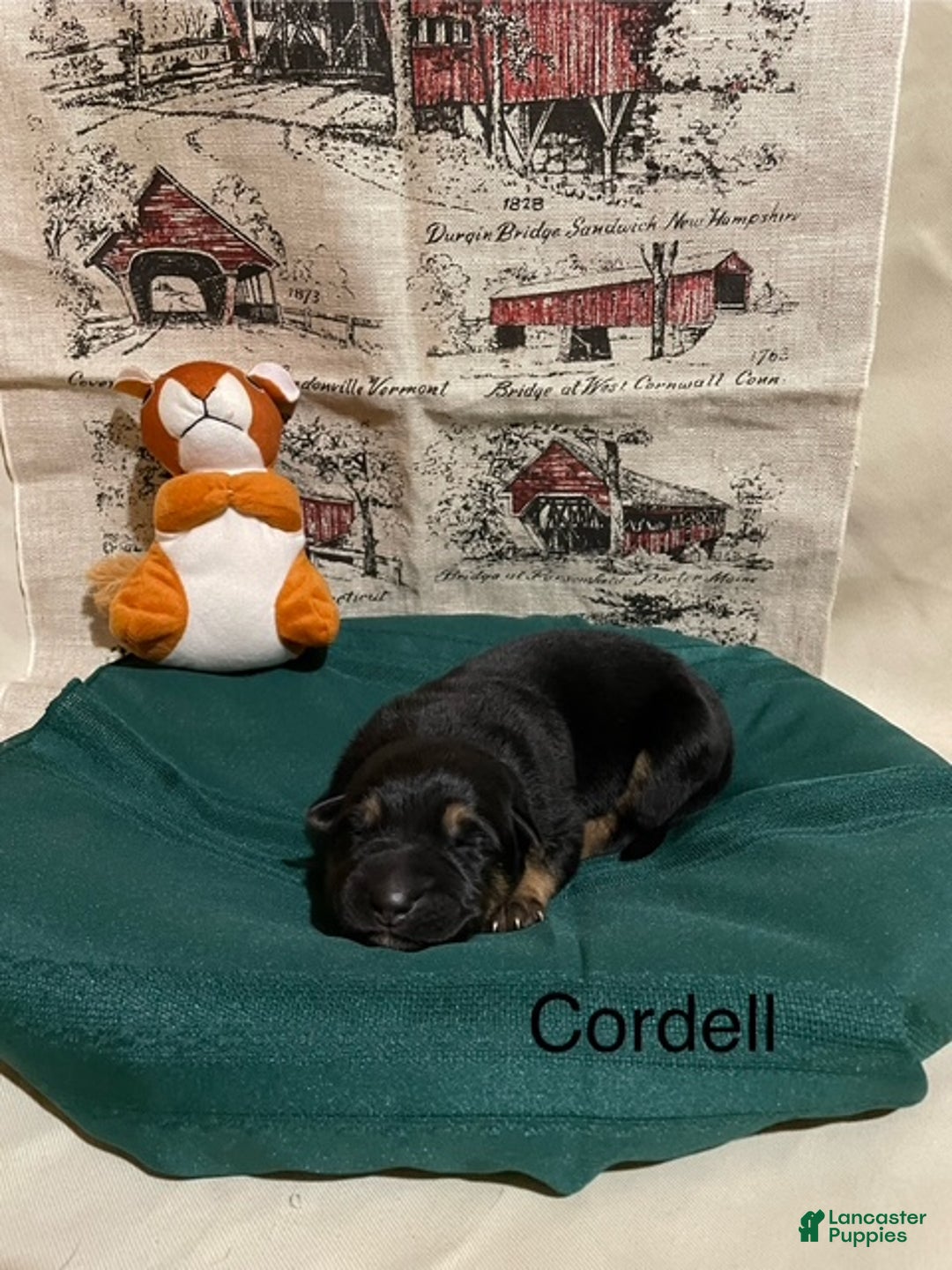 German Shepherd dogs for sale: Cordell - Ad 2