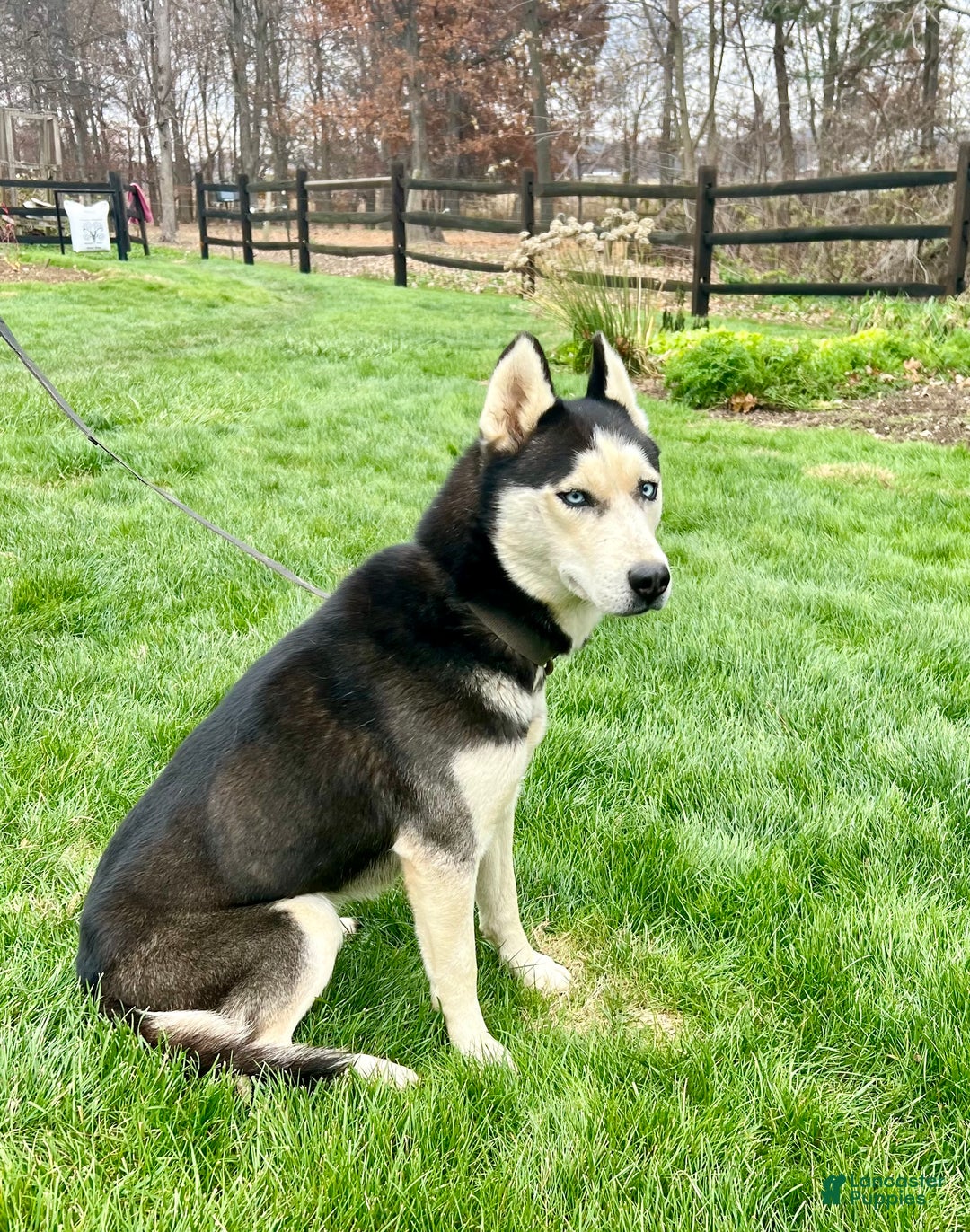 Siberian Husky dogs for sale: Midnight  - Ad 6