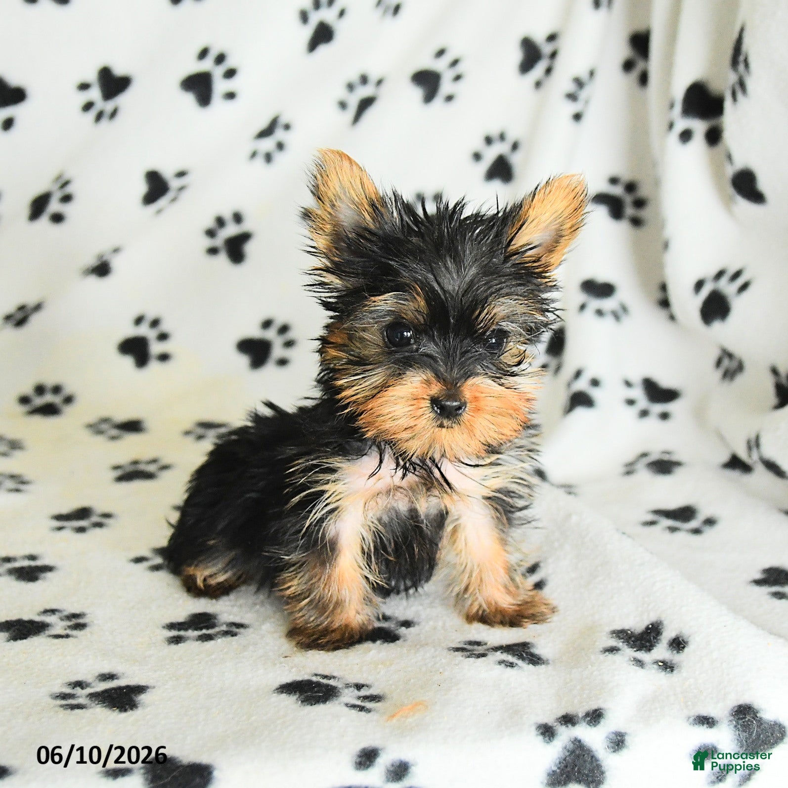Yorkshire Terrier dogs Leon - Ad 2