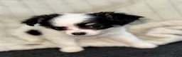 Chihuahua dogs for sale: Oreo  - Ad 3