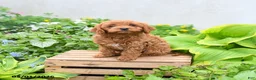Cavapoo dogs for sale: Daisy - Ad 2