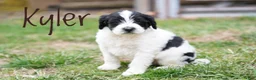 Portuguese Water Dog dogs for sale: Kyler - Ad 4