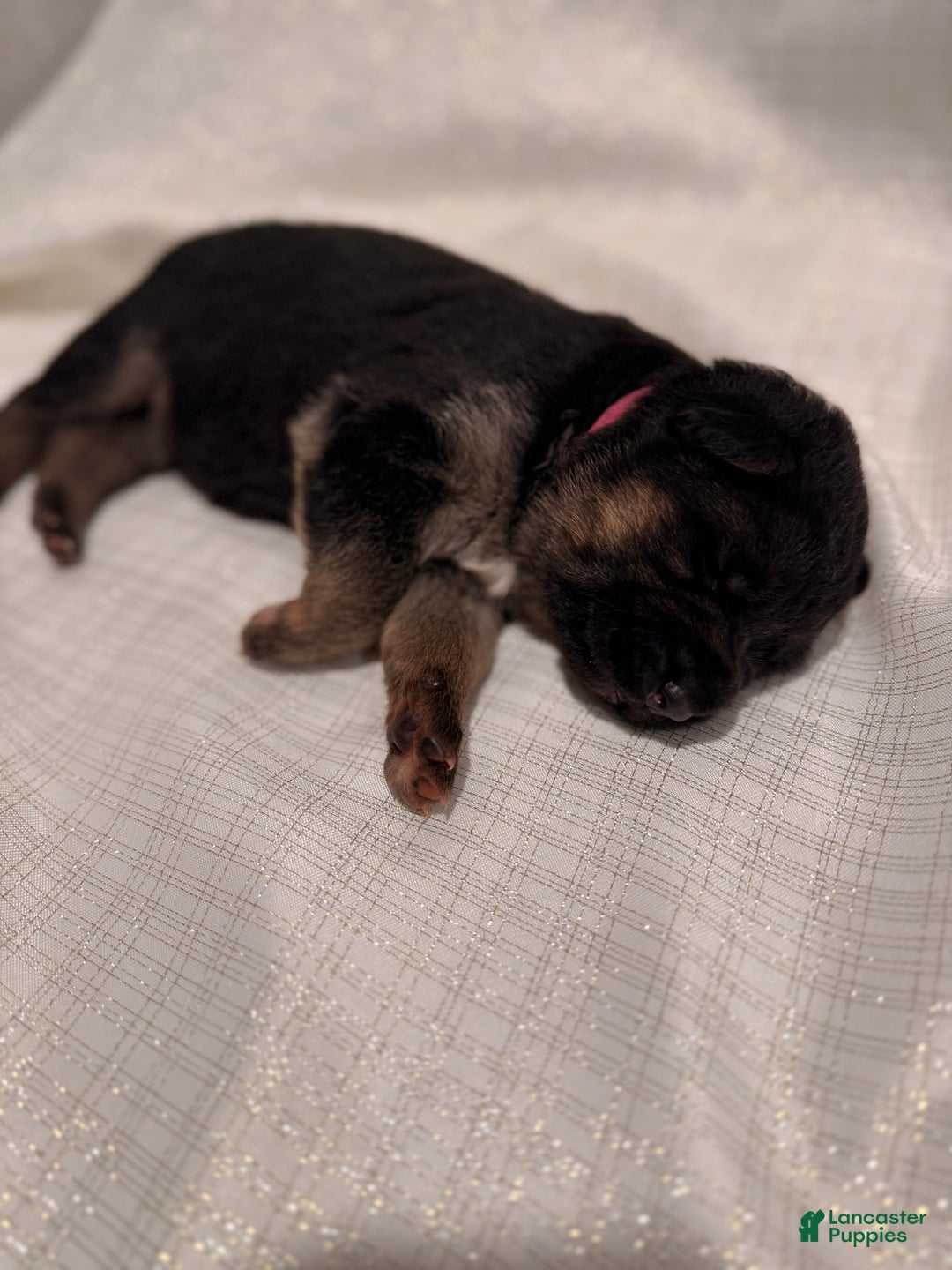 German Shepherd dogs for sale: German Shepherd Puppy 4 - Ad 3