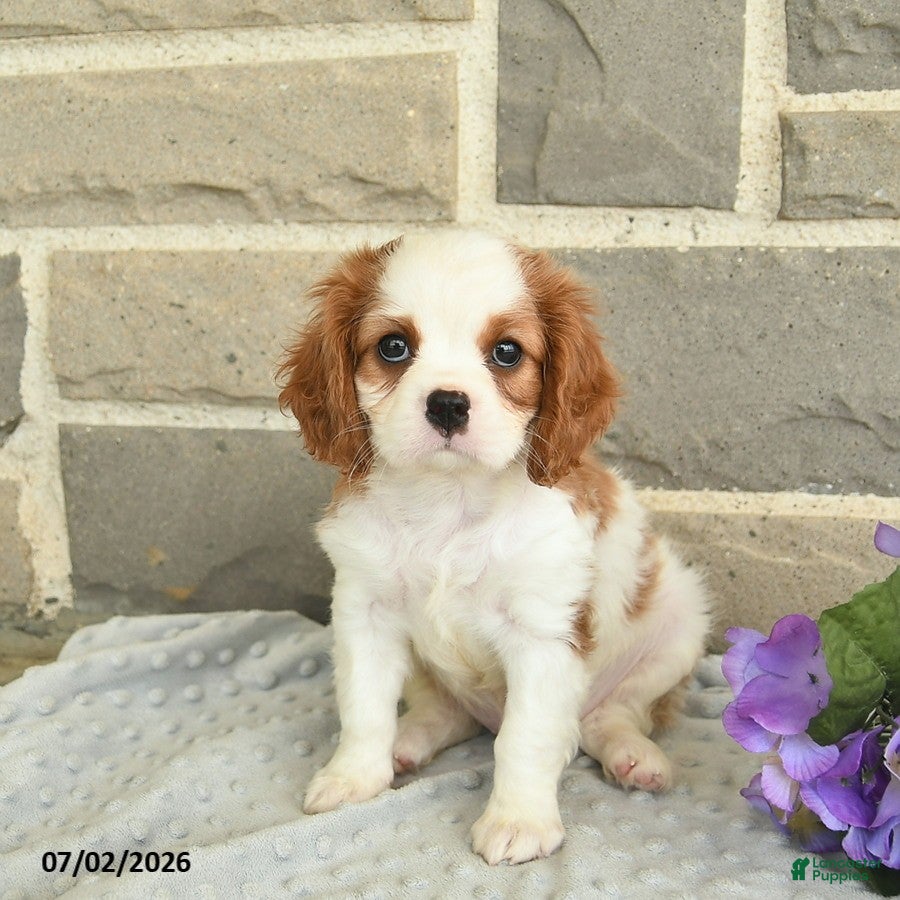 Cavalier King Charles Spaniel dogs Lucky  - Ad 1