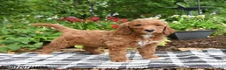 Goldendoodle dogs for sale: Rosalie - Ad 2