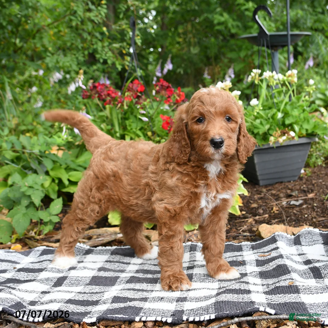 Goldendoodle dogs for sale: Rosalie - Ad 2