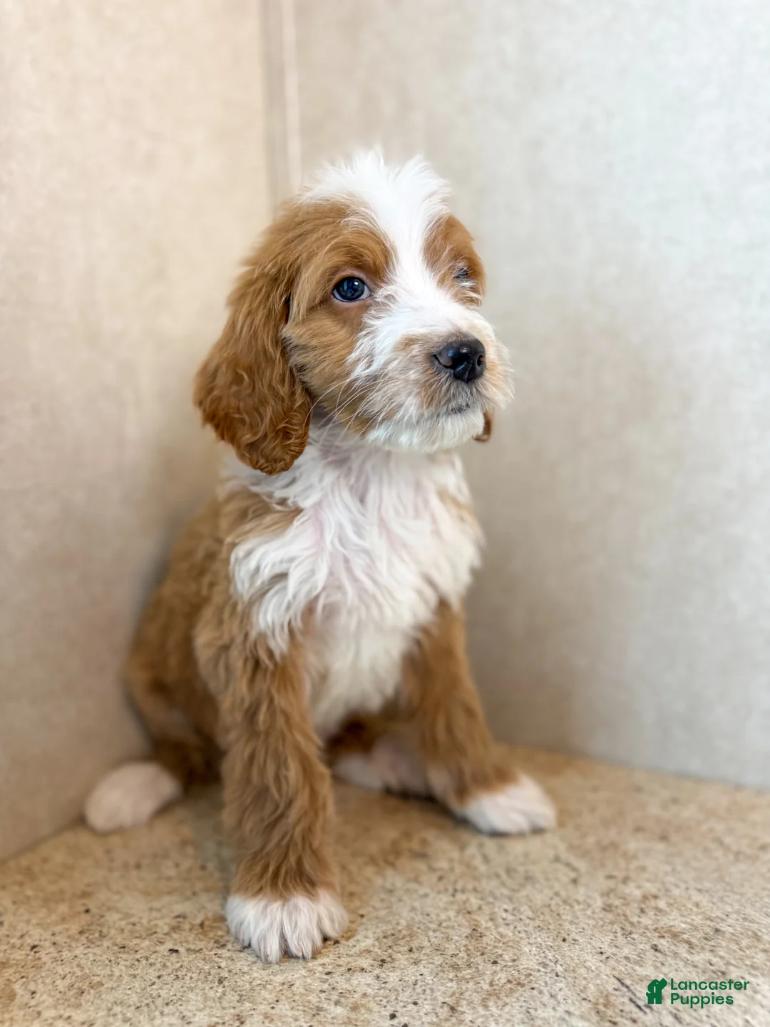 Goldendoodle dogs for sale: Rowan - Ad 2