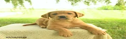 Labrador Retriever dogs for sale: Kanyon  - Ad 3
