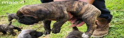 Mixed Breed dogs for sale: Mixed Breed Puppy 4 - Ad 2