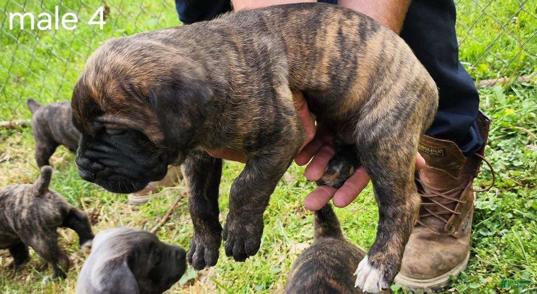 Mixed Breed dogs for sale: Mixed Breed Puppy 4 - Ad 2