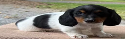 Miniature Dachshund dogs for sale: Isaiah special needs - Ad 3