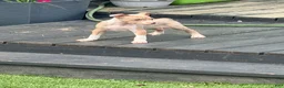 Mixed Breed dogs for sale: coco - Ad 4