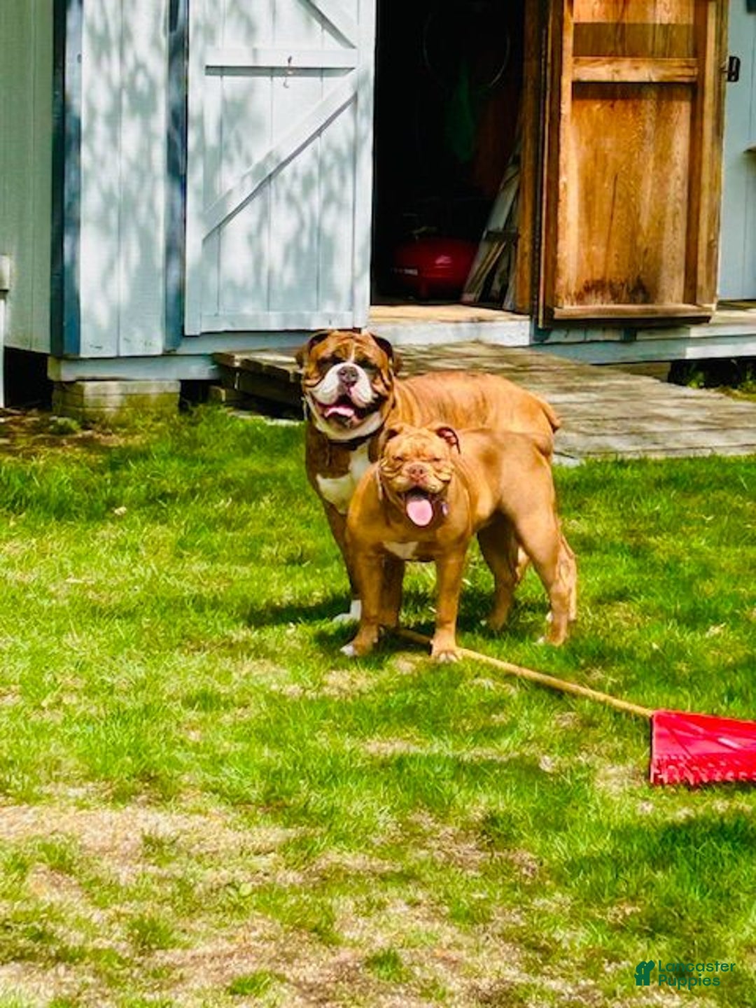 Olde English Bulldogge dogs for sale: Olde English Bulldogge Puppy 3 - Ad 7